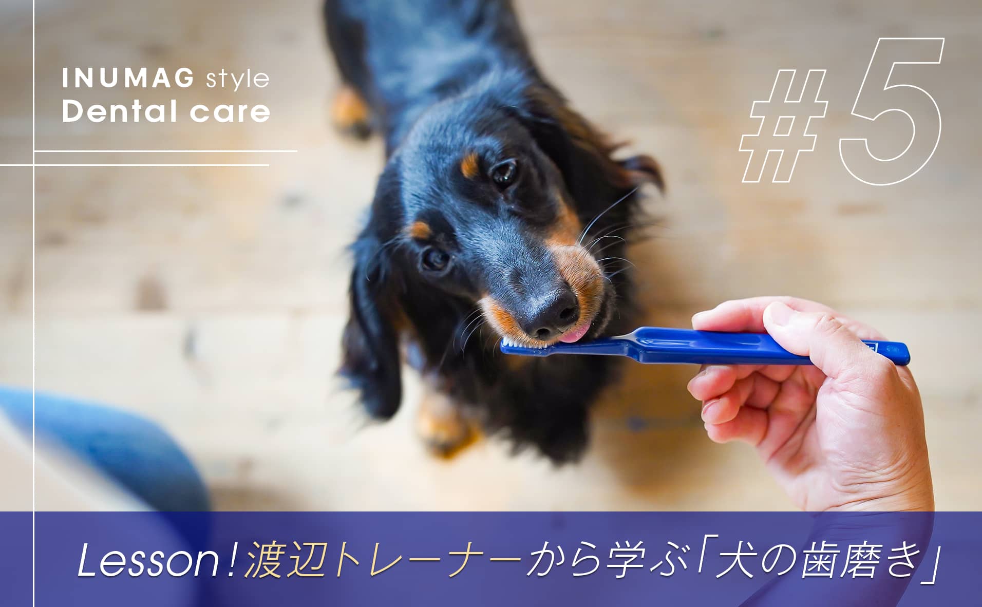 「犬の歯磨き」犬を歯ブラシに慣れさせる方法