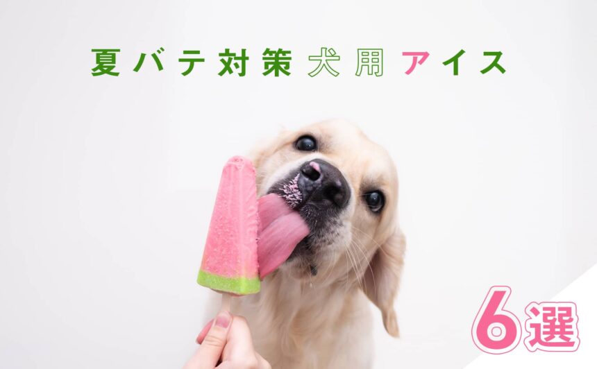 愛犬の夏バテ対策にもギフトにもぴったり犬用アイスおすすめ6選