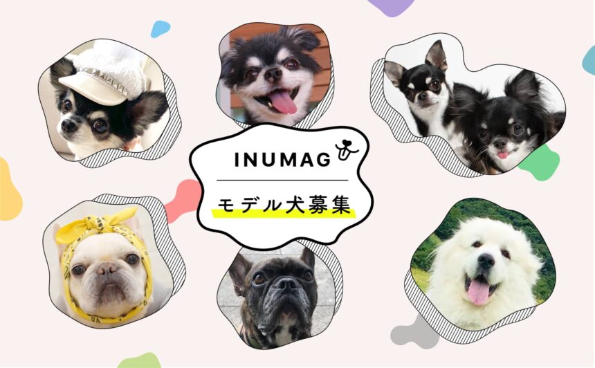 【終了】INUMAG モデル犬募集スタート！