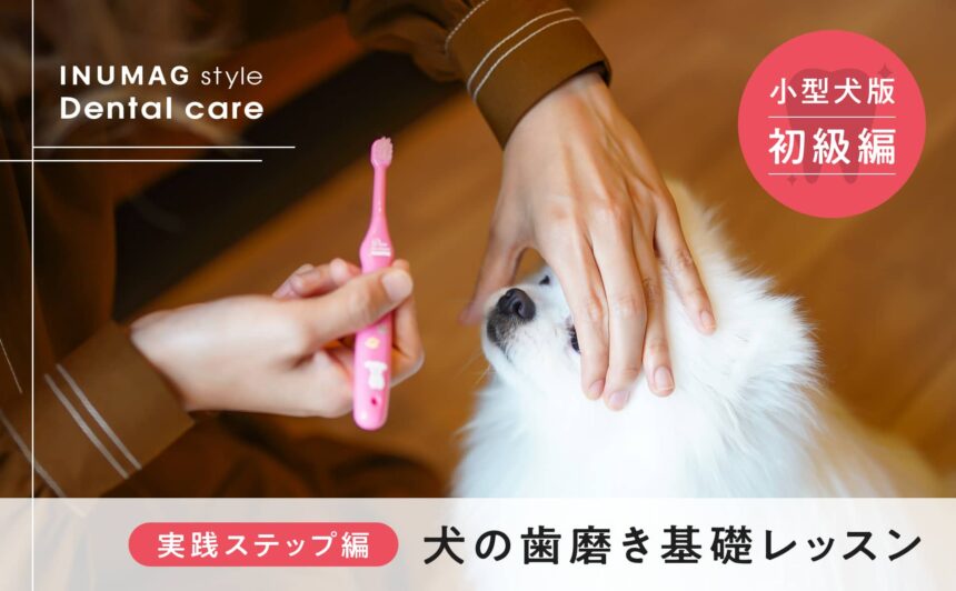 【犬の歯磨き実践ステップ編】初級者基礎レッスン！〜小型犬版～