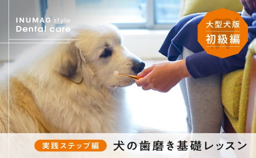【犬の歯磨き実践ステップ編】初級者基礎レッスン！〜大型犬版～