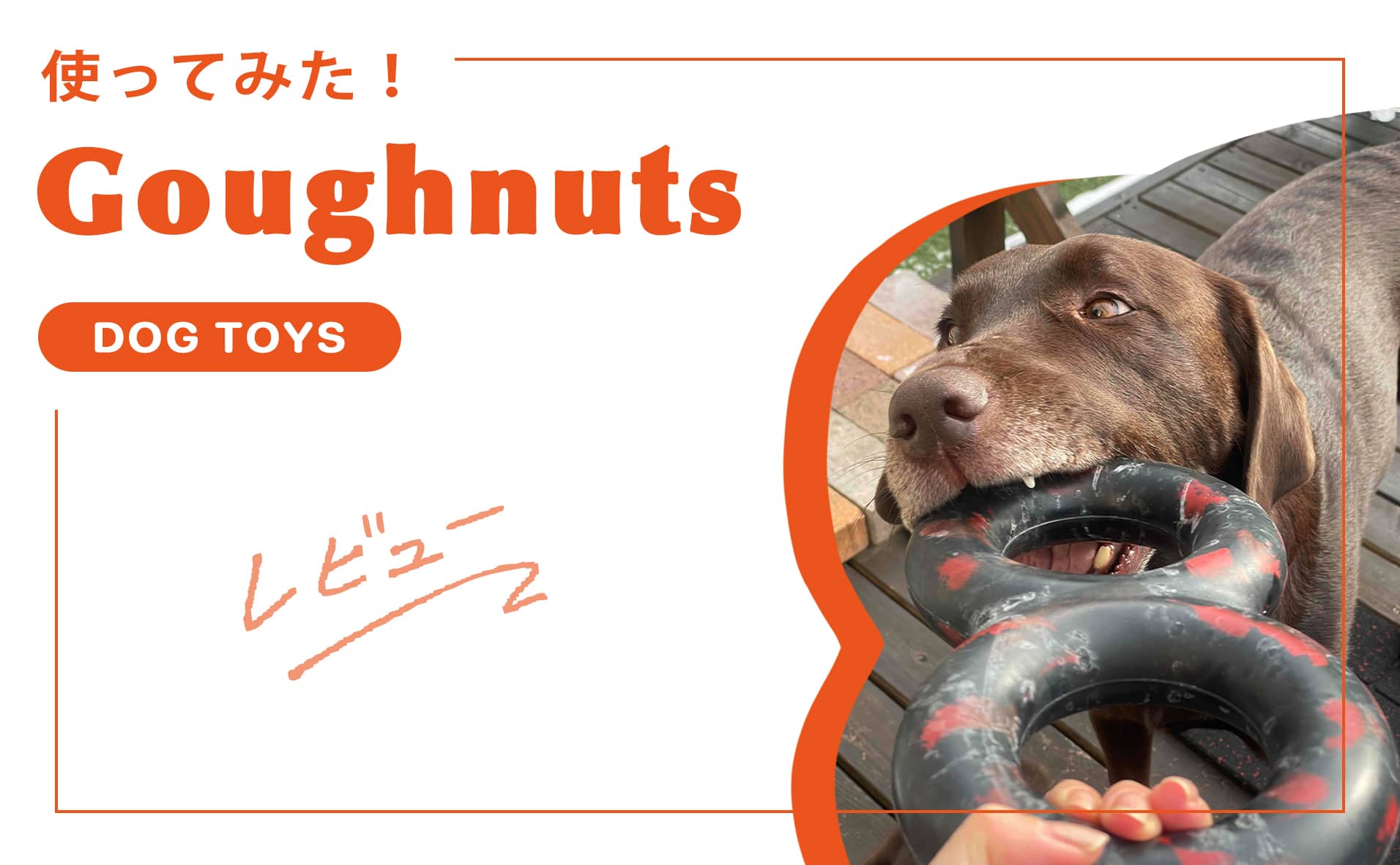 INUMAG STORE厳選の大型犬用おもちゃ『Goughnuts』をレビュー！
