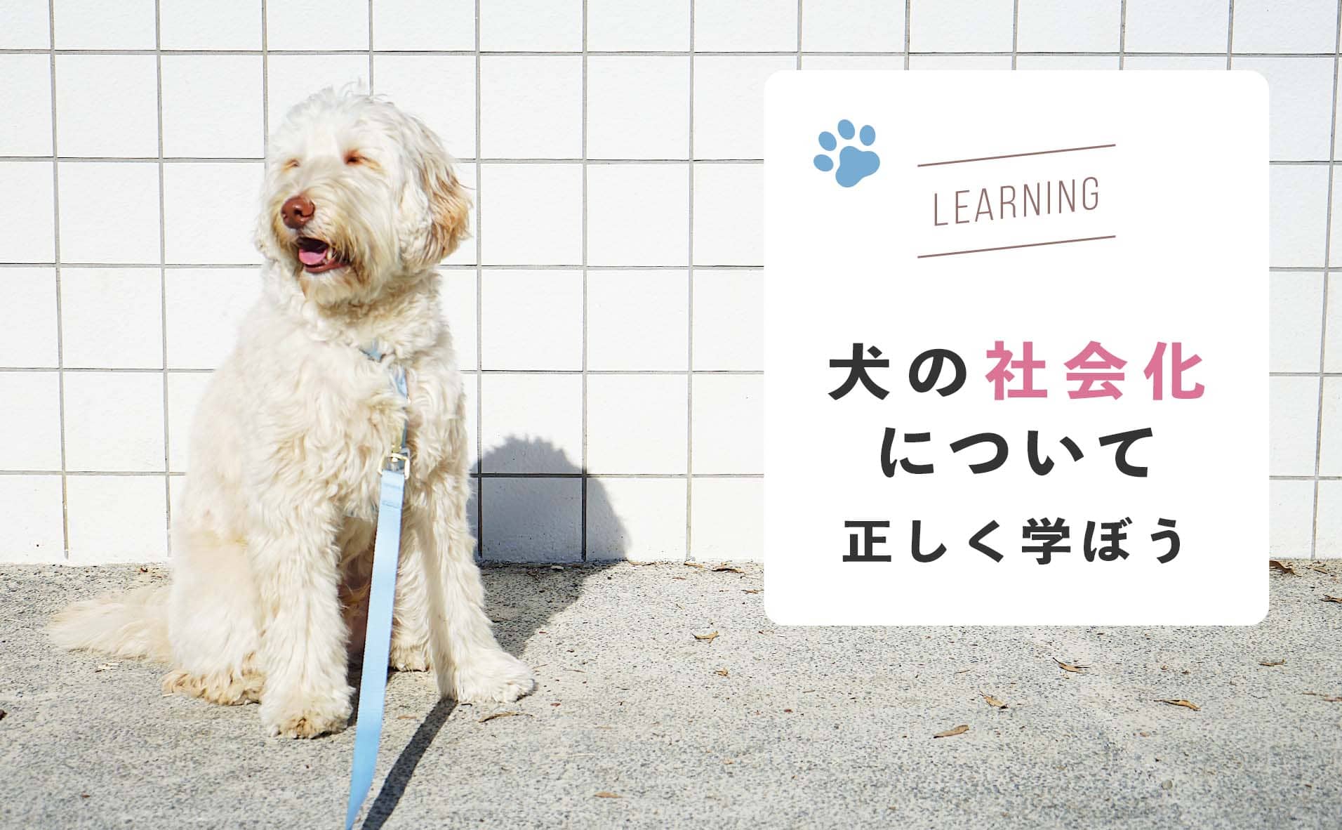 【専門家監修】犬の社会化不足を解消！成犬もできる6つのトレーニング