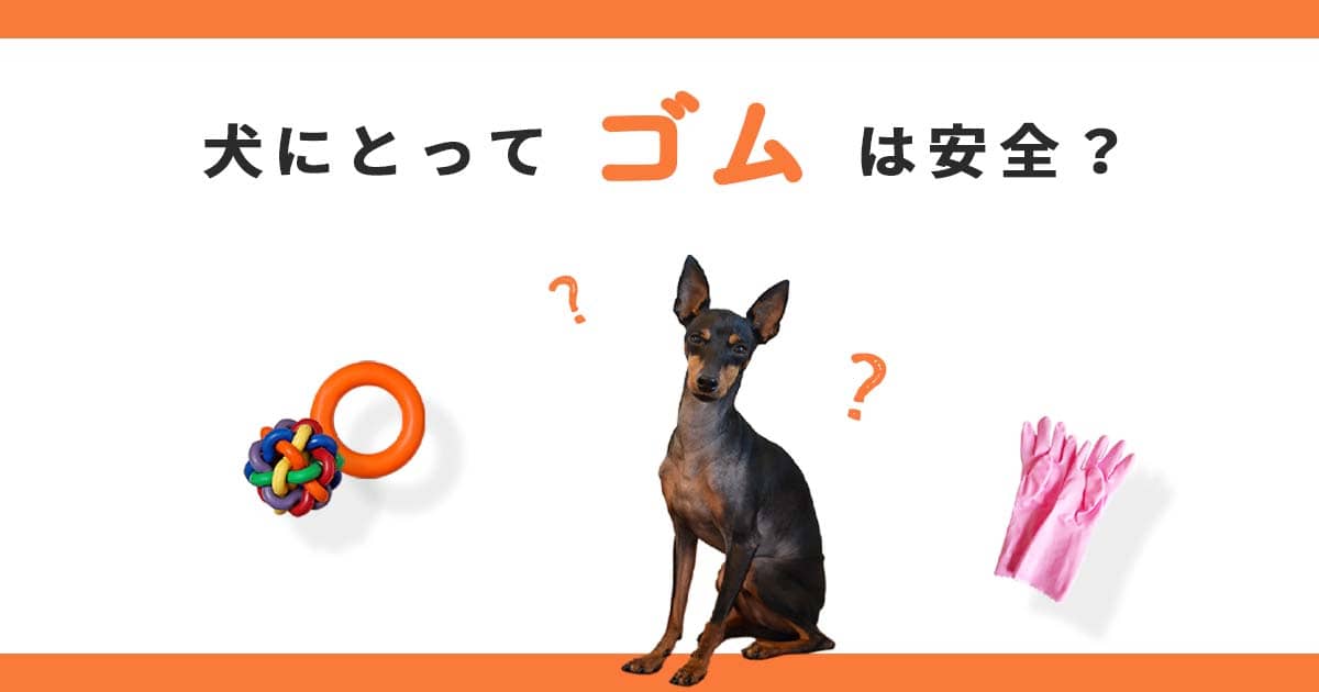 犬にとってゴムは安全 天然ゴムや塩化ビニルの特徴や誤飲時の対処法など Inumag イヌマグ