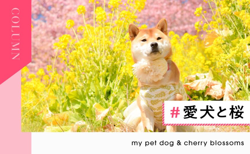 【#愛犬と桜】2022年-春- 愛犬との花見フォト＆想い出