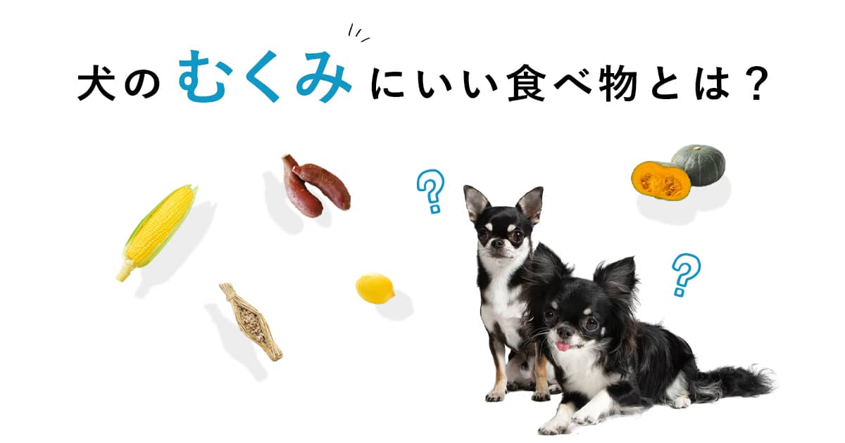 犬のむくみにいい食べ物とは 犬の体にいいおすすめ食材のシリーズ Inumag イヌマグ