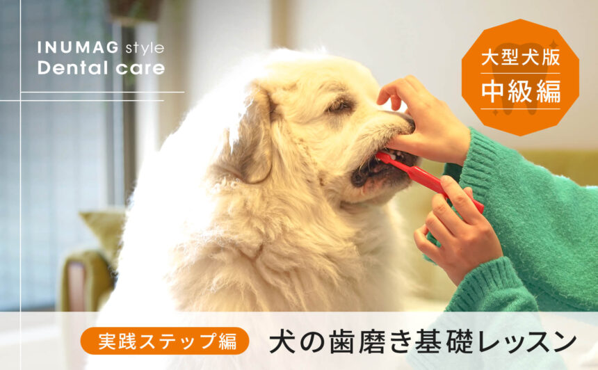 【犬の歯磨き実践ステップ編】中級者基礎レッスン！〜大型犬版～