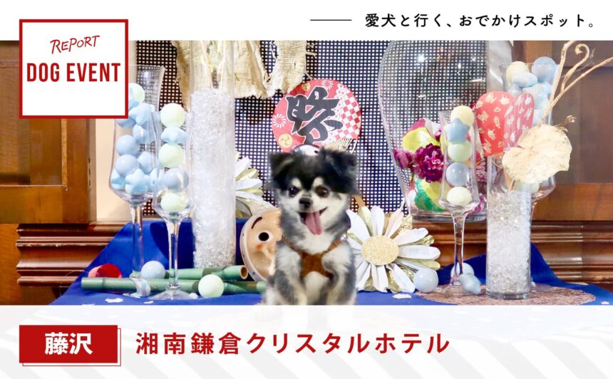 【藤沢】犬と夏祭りへ！新作フォトブースも『湘南鎌倉クリスタルホテル』