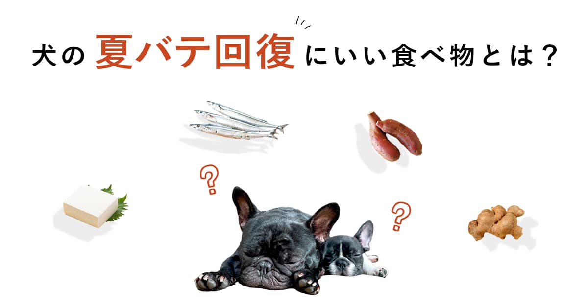 犬の夏バテからの回復や季節の変わり目による体調不良におすすめの食べ物とは Inumag イヌマグ