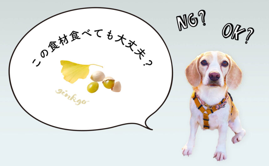 犬が銀杏を食べたらダメ！犬の食事をペットフーディストが解説