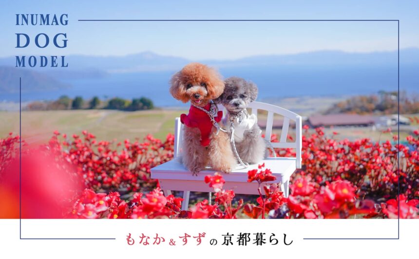 京都で暮らすINUMAGモデル犬の実体験情報をお届け！〜もなか＆すずの京都暮らし〜