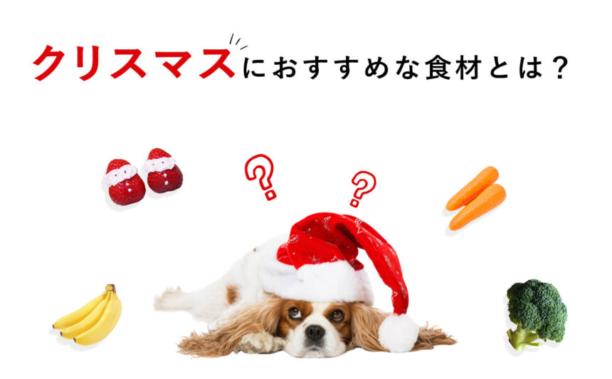 クリスマスも愛犬が一緒に楽しく食べられるおすすめな食材をご紹介！