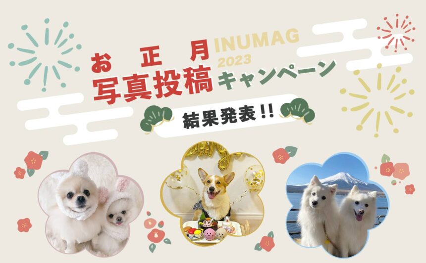 第2回『INUMAGお正月写真投稿キャンペーン』結果発表!!
