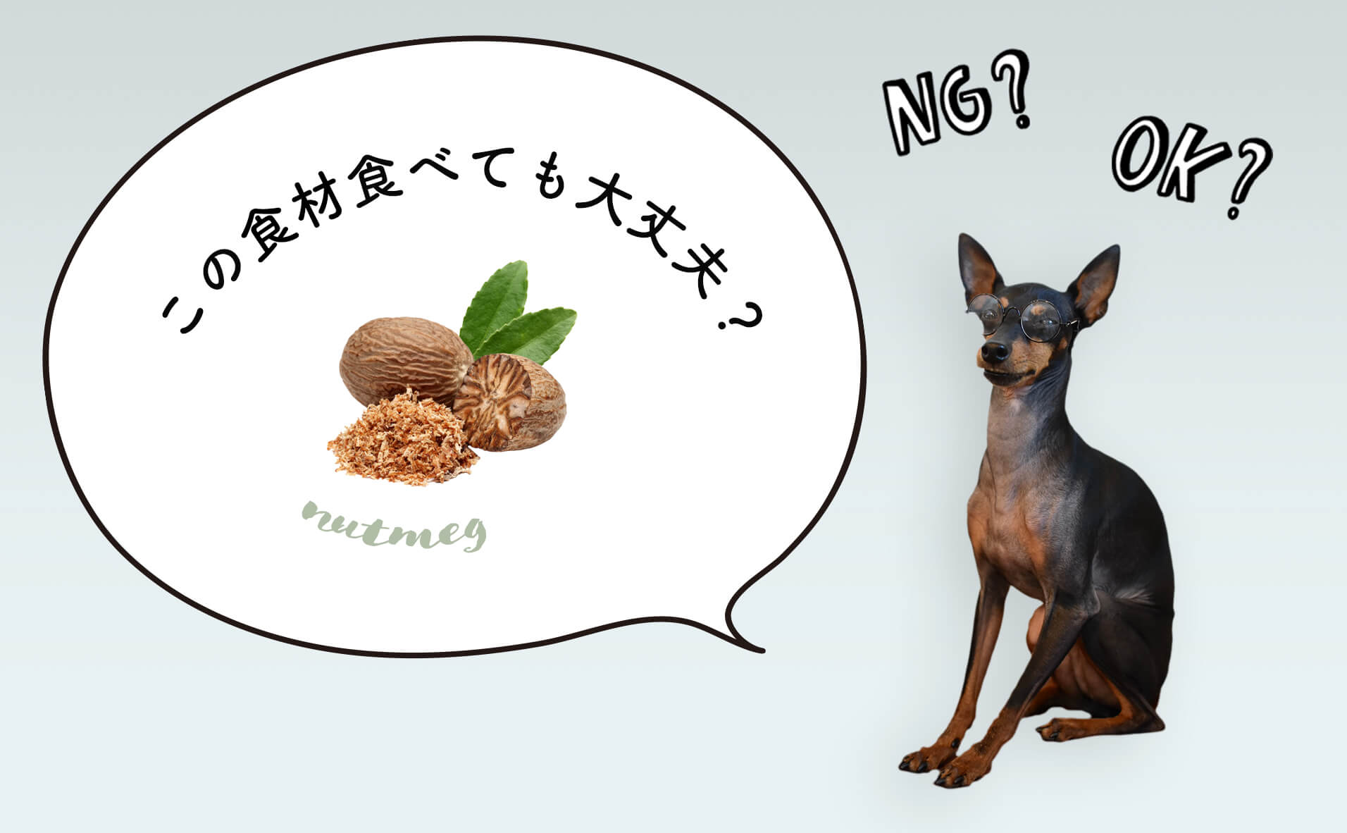 犬がナツメグを食べたらダメ！犬の食事をペットフーディストが解説