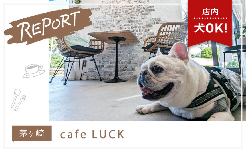 【茅ヶ崎】おしゃれな店内でジビエ料理がいただけるダイニングカフェ『cafe LUCK』