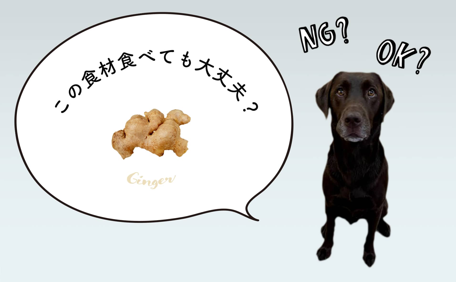 犬は生姜を食べても大丈夫！もっと知りたい犬の食事をペットフーディストが解説