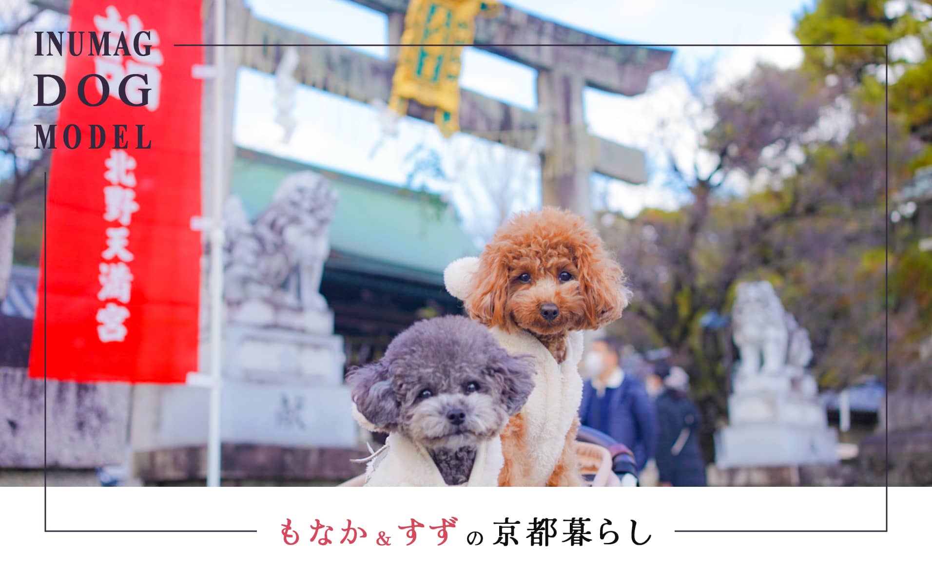 犬と京都でのお正月！京都暮らしのもなか＆すずちゃんの実体験レポート