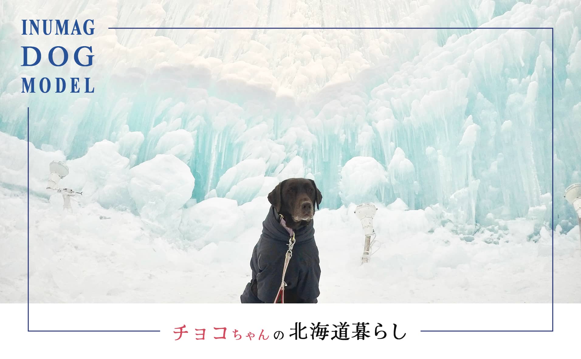 北海道での犬との暮らし ”INUMAGモデル犬チョコちゃん”の実体験コラム新連載スタート！