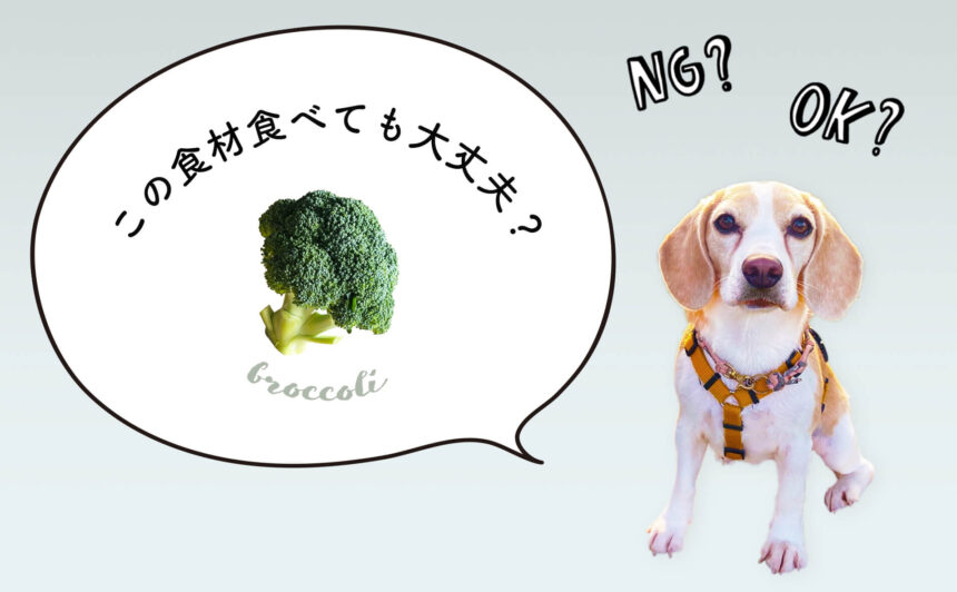 犬はブロッコリーを食べても大丈夫！犬の食事をペットフーディストが解説