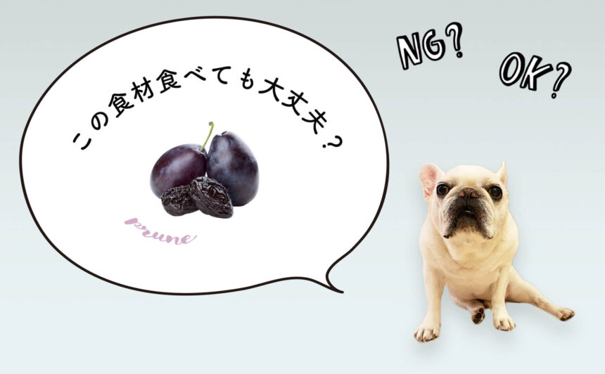 犬がプルーンを食べたらダメ！犬の食事をペットフーディストが解説