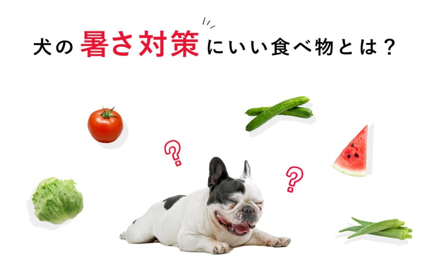 犬の体の暑さ対策におすすめの栄養素とは？夏に取るといい体を冷やす食材をご紹介！