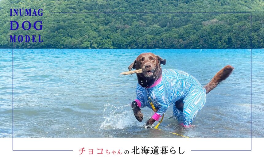 愛犬と過ごす夏の北海道【モデル犬チョコちゃんの実体験コラム】