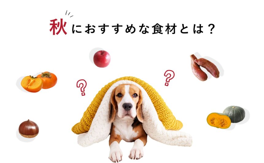 秋に犬が食べるといいおすすめ食材とNG食材をご紹介！
