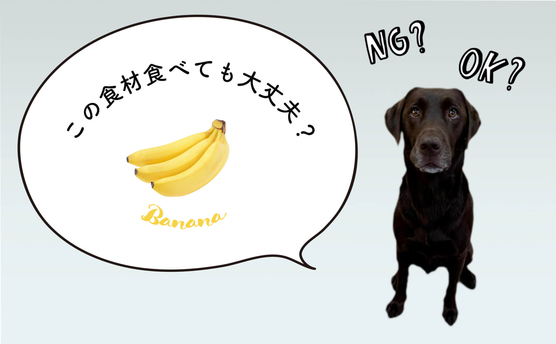 犬はバナナを食べても大丈夫！犬の食事をペットフーディストが解説