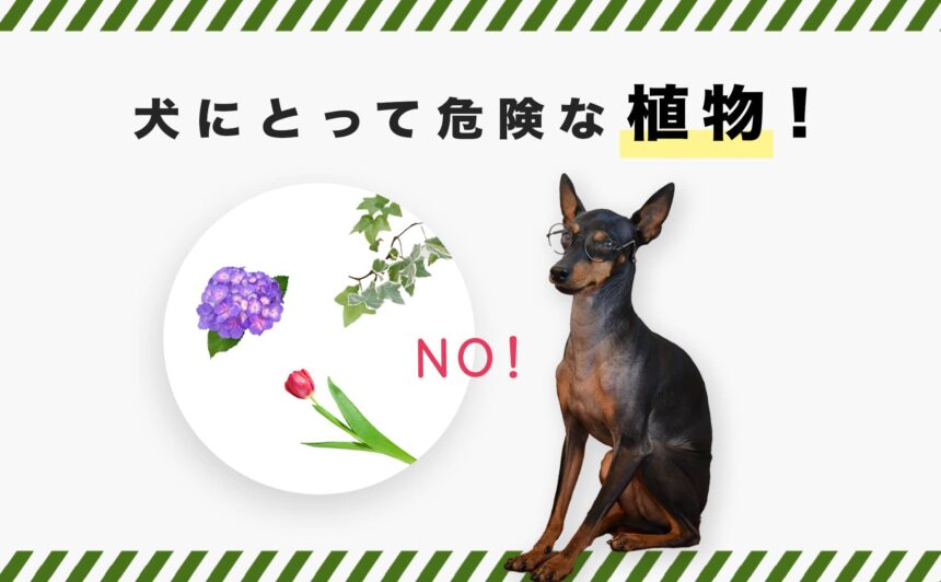 犬にとって危険な植物とは？犬が食べてはいけない植物の紹介と対処法