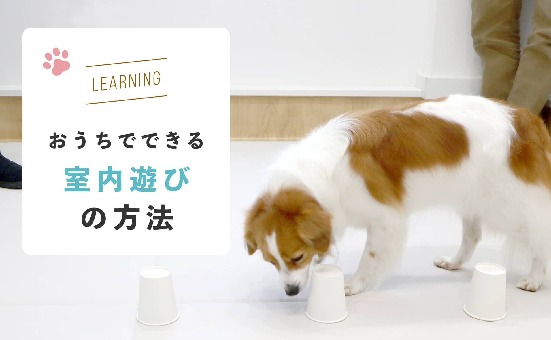 室内で楽しめる「おうち遊び」で犬のストレス解消！