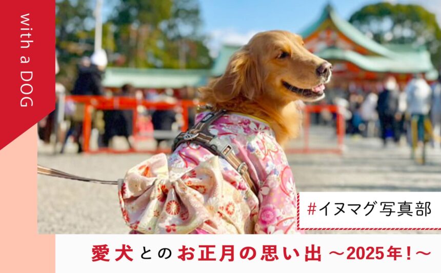 愛犬とどう過ごした？「#イヌマグ写真部」〜愛犬とお正月の思い出2025〜